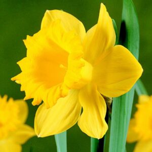 Daffodil Salon